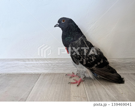 a pigeon sitting on the floor in a room 139469041