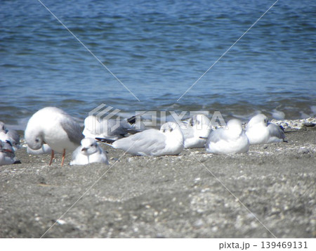 検見川浜へ来た冬の渡り鳥ユリカモメ 検見川浜へ来た冬の渡り鳥ユリカモメ 139469131