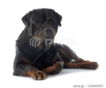 rottweiler 139469307