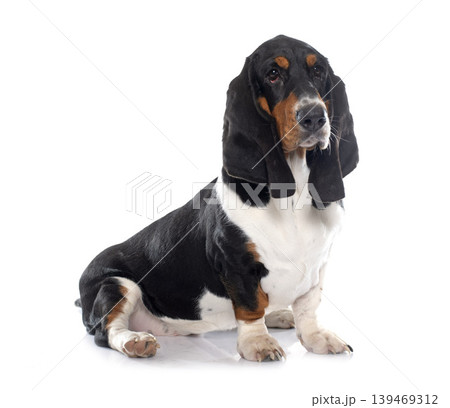 young Basset Hound 139469312