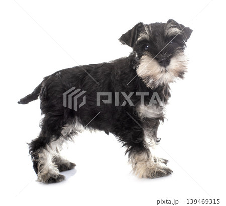puppy miniature schnauzer puppy miniature schnauzer 139469315