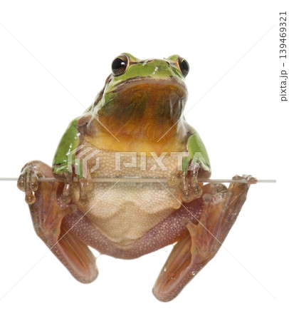 European tree frog European tree frog 139469321