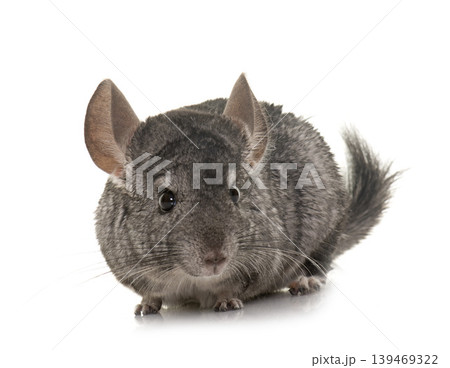 chinchilla in studio chinchilla in studio 139469322