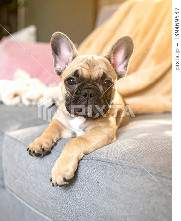 Charming French bulldog puppy resting peacefully on a sofa Charming French bulldog puppy resting peacefully on a sofa 139469537