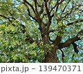クスノキのアップ 139470371