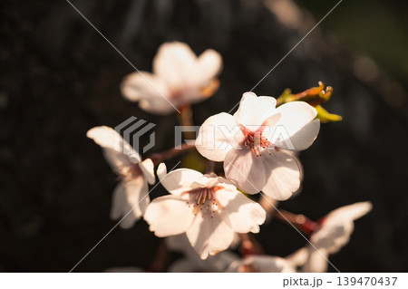 春の光を浴びる満開の桜の花 春の光を浴びる満開の桜の花 139470437