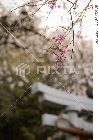 神社の鳥居と夕日に映えるしだれ桜 神社の鳥居と夕日に映えるしだれ桜 139470439
