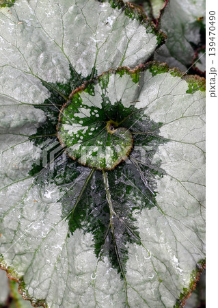 Begonia Rex Leaf With Silver and Green Spiral Pattern and Water Droplets Macro Close-Up Begonia Rex Leaf With Silver and Green Spiral Pattern and Water Droplets Macro Close-Up 139470490