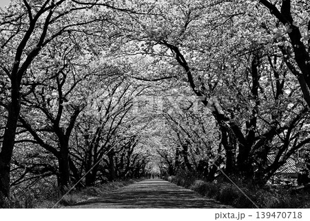 岐阜・墨俣の犀川堤にある桜並木のトンネル【モノクロ】 岐阜・墨俣の犀川堤にある桜並木のトンネル【モノクロ】 139470718