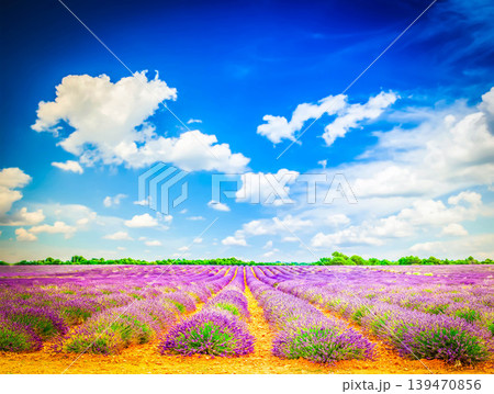Blooming Lavender field 139470856