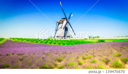 Lavender field Lavender field 139470870