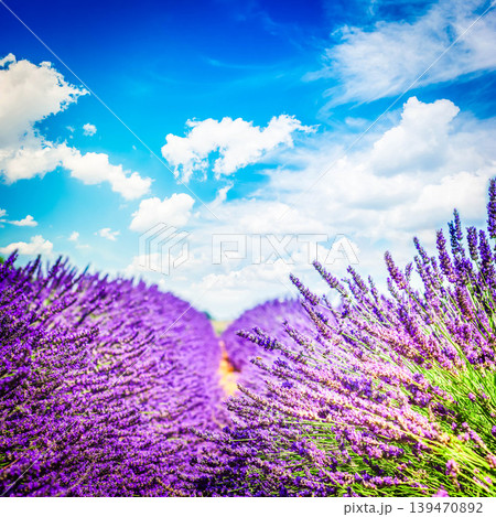 Lavender field at summer 139470892