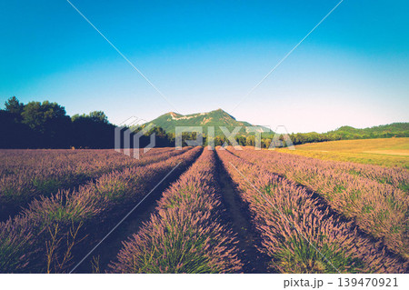 Lavender field at summer 139470921