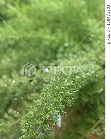 Green foliage with bushy leaves in natural outdoor setting, perfect for background use Green foliage with bushy leaves in natural outdoor setting, perfect for background use 139471203