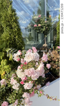 Beautiful pink roses blooming in garden with greenery, reflecting glass building, and blue sky Beautiful pink roses blooming in garden with greenery, reflecting glass building, and blue sky 139471209