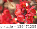 春に咲く赤い花ボケ 139471235