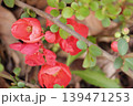 春に咲く赤い花ボケ 139471253