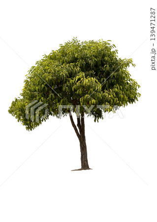 A big tree isolated on white background.  Used for design, advertising and architecture. 139471287