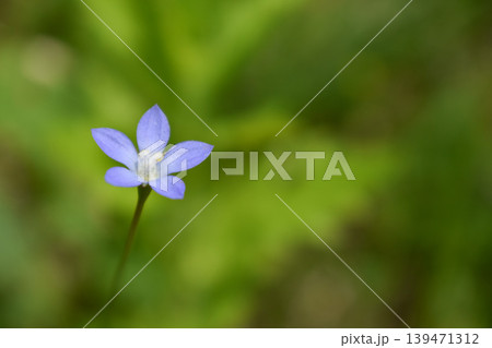 ヒナギキョウの花 ヒナギキョウの花 139471312