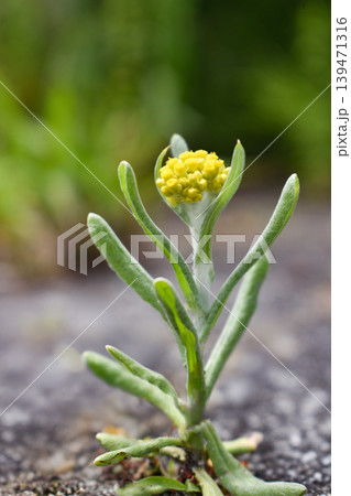 ハハコグサの花 ハハコグサの花 139471316
