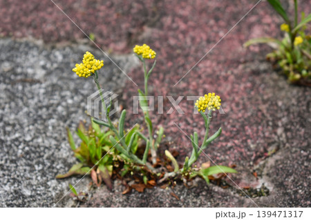 ハハコグサの花 ハハコグサの花 139471317