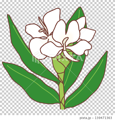 Simple illustration of a sycamore Simple illustration of a sycamore 139471363
