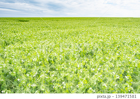 field of peas in bloom in spring 139471581