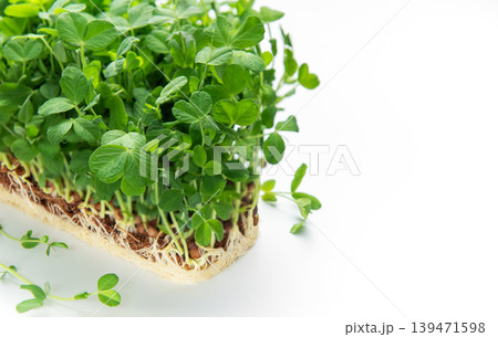 Growing green pea microgreens showing roots on white background 139471598
