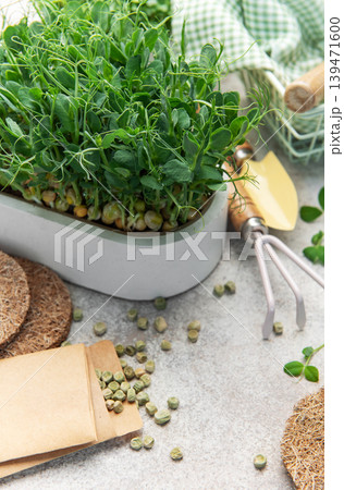 Growing pea microgreens with gardening tools and seeds 139471600
