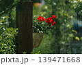鮮やかな真紅のゼラニウムが溢れ出すように咲く 139471668