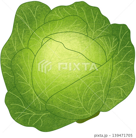 green cabbage vegetable 139471705