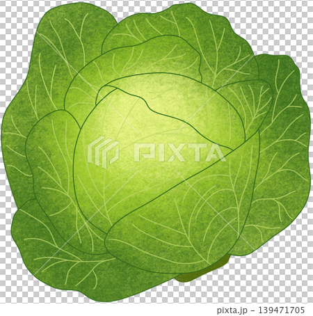 green cabbage vegetable 139471705