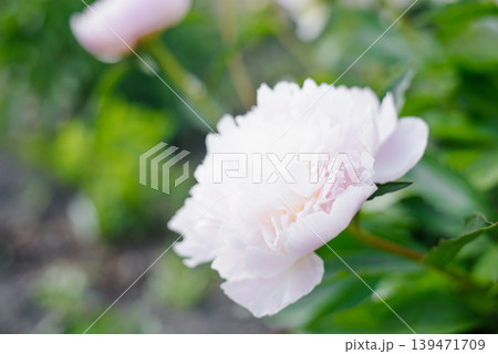 Delicate Pink Peony Flower with Many Layered Petals 139471709
