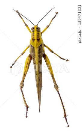 Giant wood grasshopper with yellow and brown body isolated on white background. 139471831
