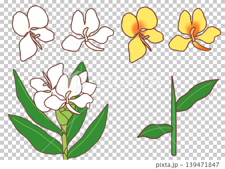 肝花和肝花的簡單插圖集。 139471847