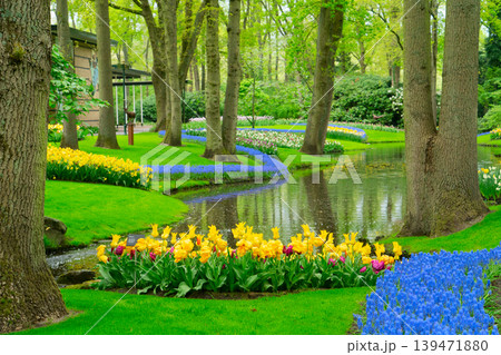 The path through a vibrant tulip garden in full bloom during the delightful spring season is breathtaking The path through a vibrant tulip garden in full bloom during the delightful spring season is breathtaking 139471880