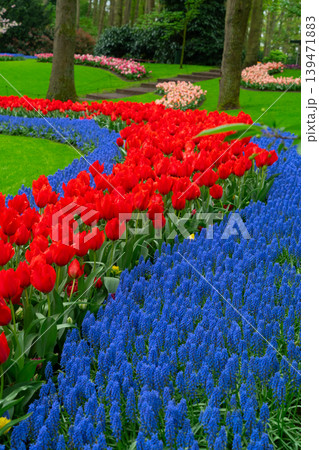 The path through a vibrant tulip garden in full bloom during the delightful spring season is breathtaking The path through a vibrant tulip garden in full bloom during the delightful spring season is breathtaking 139471883