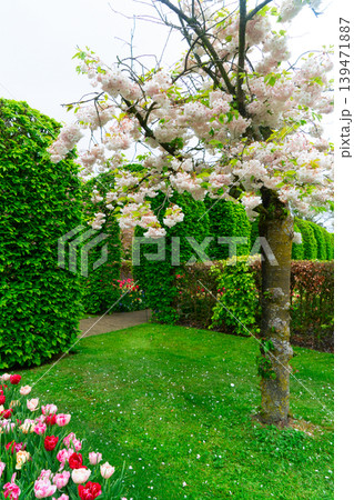 Colorful outdoor landscape setting. Lush garden with blooming flowers and vibrant colors. Beautiful outdoor space featuring flowering trees and vibrant tulip beds 139471887