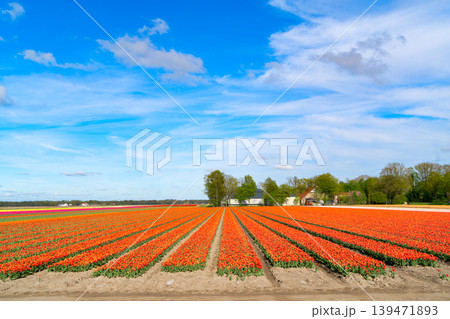 Dutch orange tulip fields in sunny day Dutch orange tulip fields in sunny day 139471893