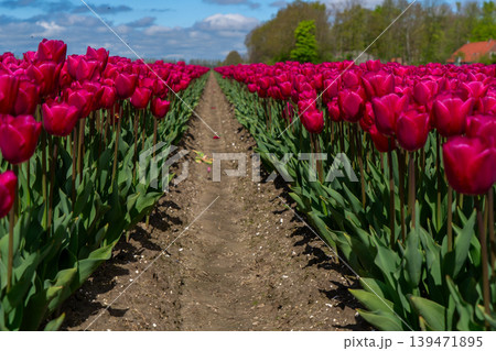 Dutch dark pink tulip fields in sunny day Dutch dark pink tulip fields in sunny day 139471895