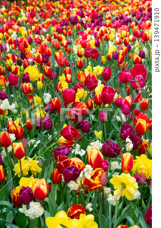 Rows of tulip flowers Rows of tulip flowers 139471910