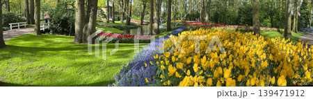 Rows of tulip flowers Rows of tulip flowers 139471912