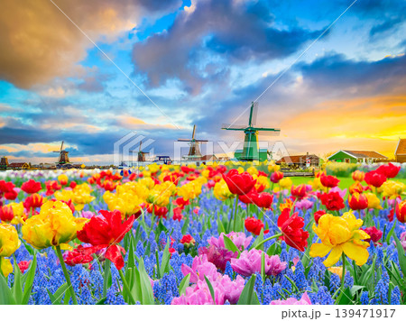 skyline of old town Zaanse Schans skyline of old town Zaanse Schans 139471917