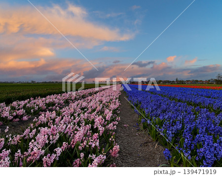 Dutch yellow tulip fields in sunny day Dutch yellow tulip fields in sunny day 139471919