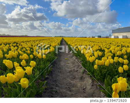 Dutch yellow tulip fields in sunny day Dutch yellow tulip fields in sunny day 139471920