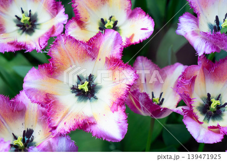 Rows of tulip flowers Rows of tulip flowers 139471925