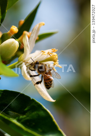 Pollinating bee among orange blossoms. Insects. Pollinating bee among orange blossoms. Insects. 139472027