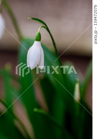 Spring flower background. Dark and moody. Tiny first snowdrop white flower macro photo 139472076