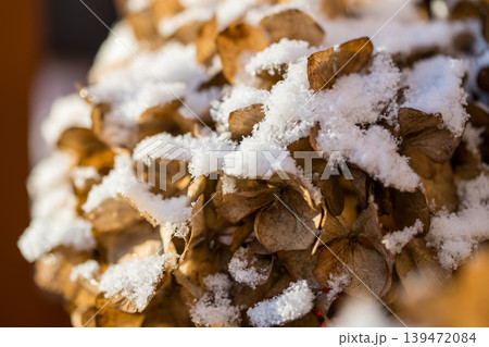 First snow, abstract winter background. Dried hydrangea flowers under snow  139472084