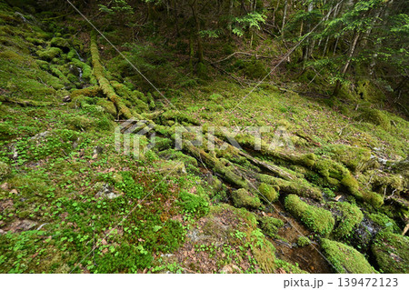 甲武信ヶ岳登山、長野、山梨、埼玉 139472123